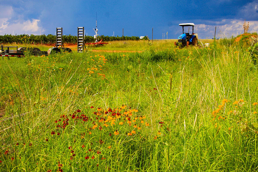 Tractor in a Field of Flowers Photograph by Bonny Puckett