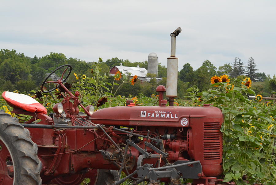 Tractor in the Sunflowers Photograph by Judy Genovese