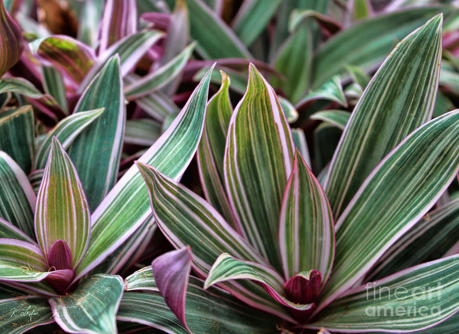Botanical Photograph - Tradescantia Spathacea - Moses in the Cradle by Rosanna Life