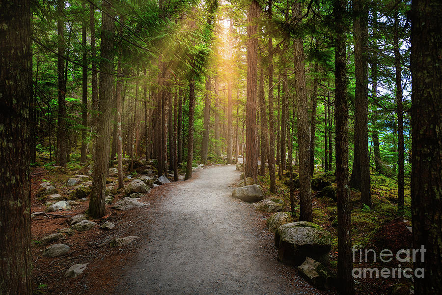 Trail And Sunlight Photograph