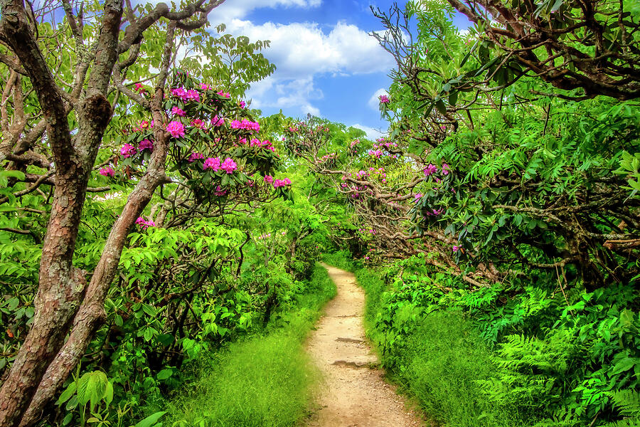 Nature Photograph - Trail at Craggy Gardens by Shelia Hunt