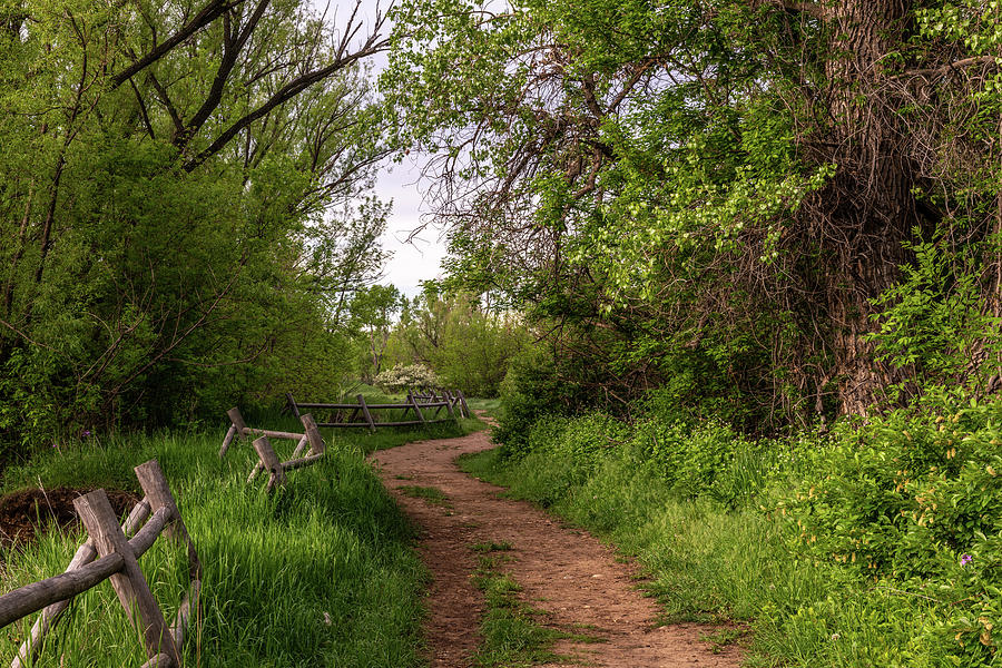 Nature Photograph - Trail At The Sawhill Ponds by Michael Putthoff