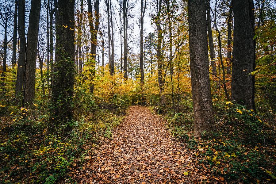 Trail at Wye Island Photograph by Jon Bilous Fine Art America