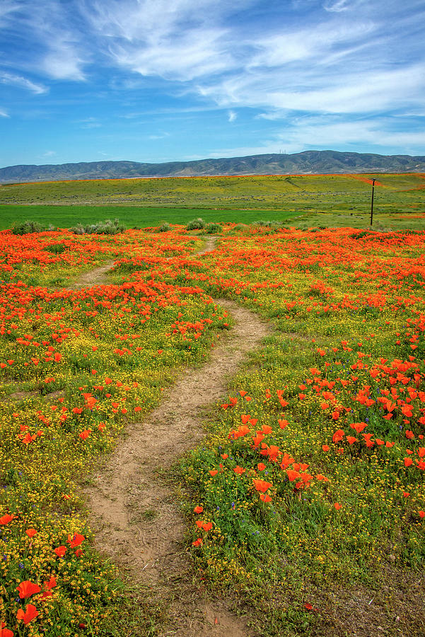 Trail Blazing in the Superbloom Photograph by Lynn Bauer