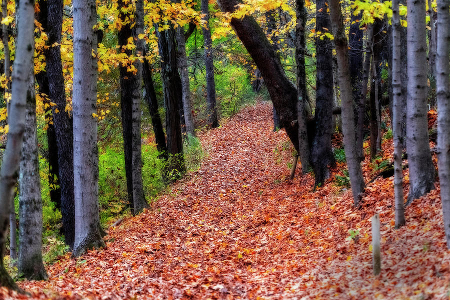 Trail covered with leaves in the Fall Photograph by Dan Friend