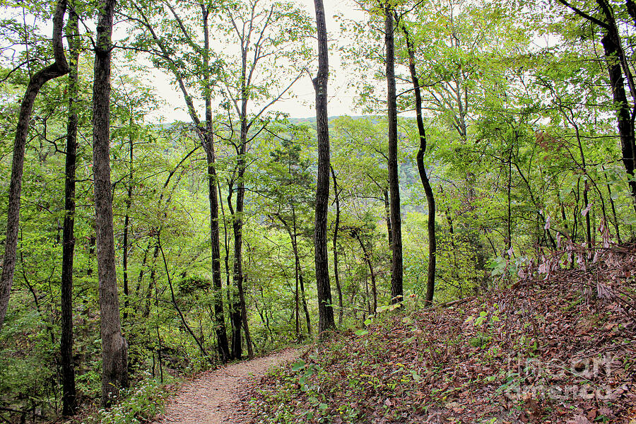 Tree Photograph - Trail Harpers Ferry, West Virginia by Curtis Boggs