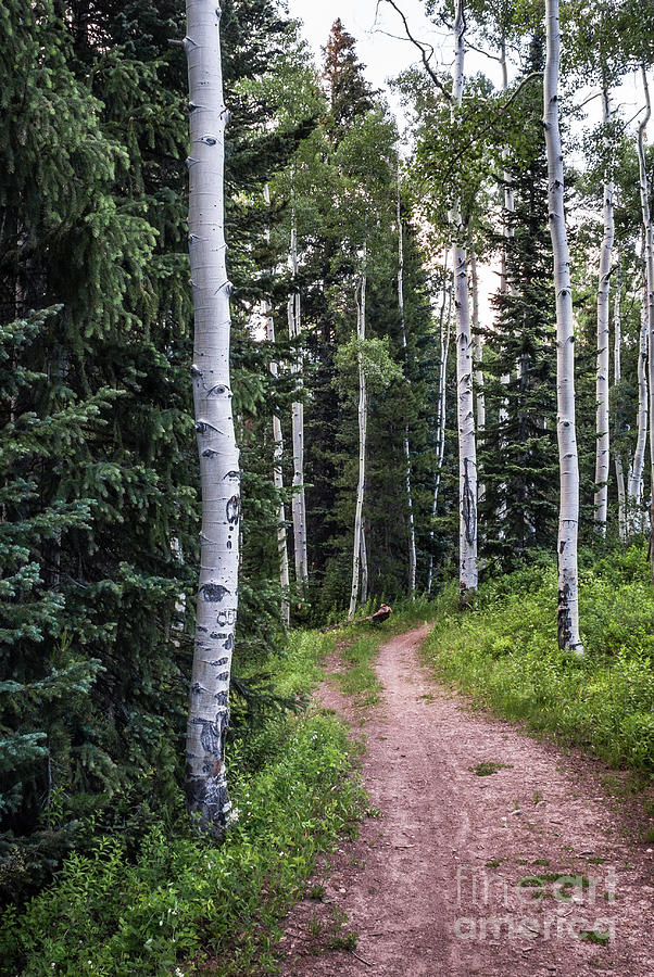 Colorado Rockies Photograph - Trail in Aspen and Spruce Forest by John Arnaldi