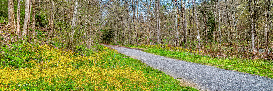 Trail in Bloom Photograph by Dale R Carlson