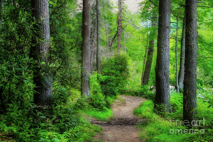 Trail in Blue Ridge Mountains Photograph by Shelia Hunt