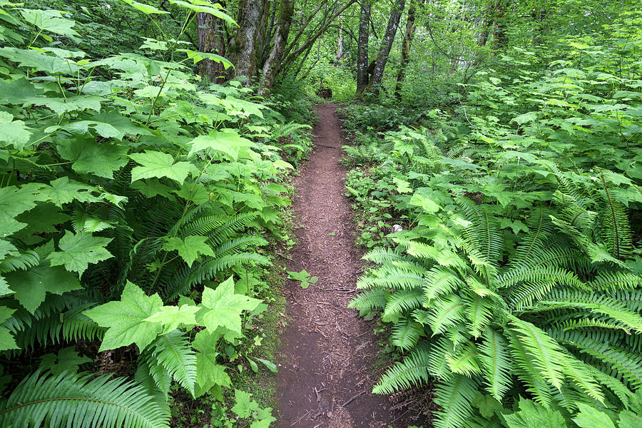 Trail in Hillkeep Regional Park Photograph by Michael Russell