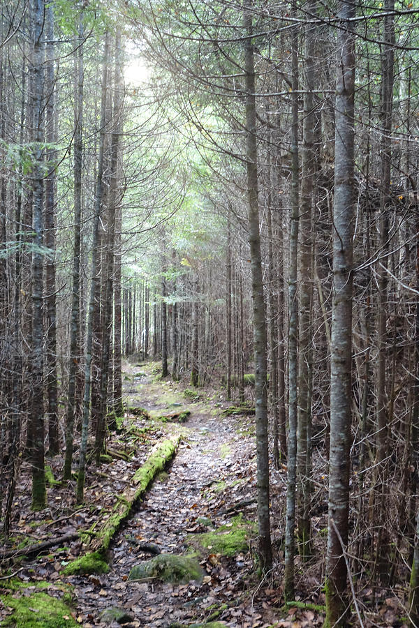 Trail in Northern Maine Woods Photograph by Russ Considine