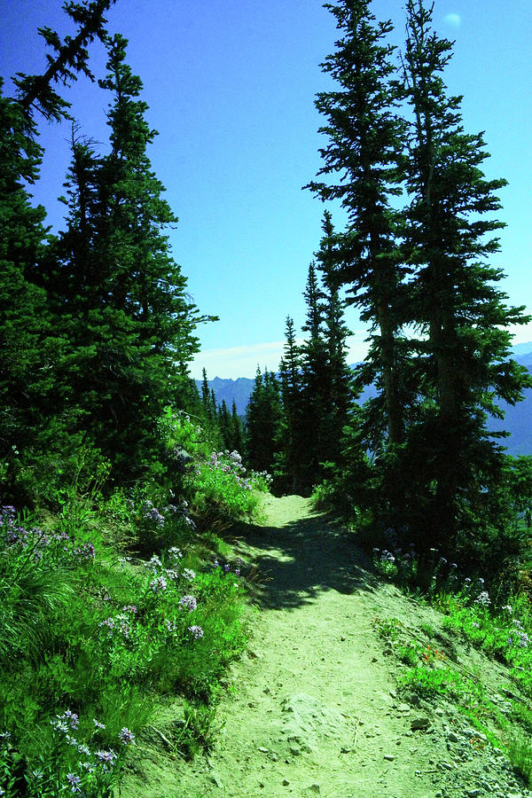Mountain Photograph - Trail in the alpine by Jeff Swan