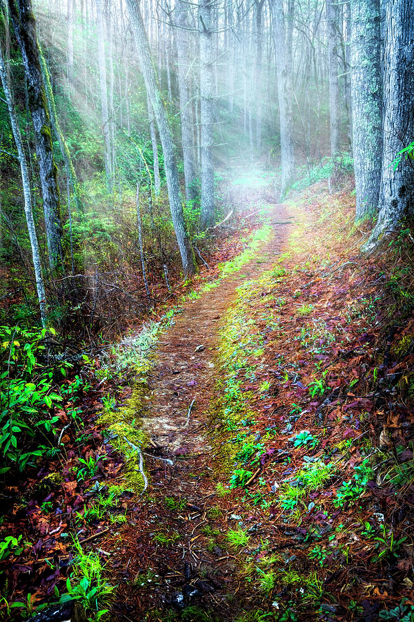 Trail in the Mist Photograph by Debra and Dave Vanderlaan
