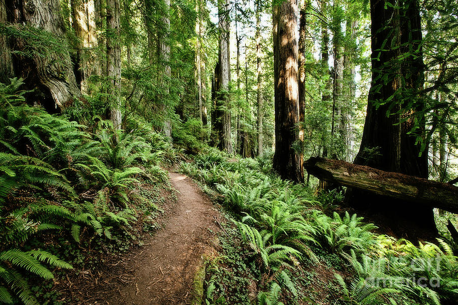 Nature Photograph - Trail in the Redwoods by Scott Pellegrin