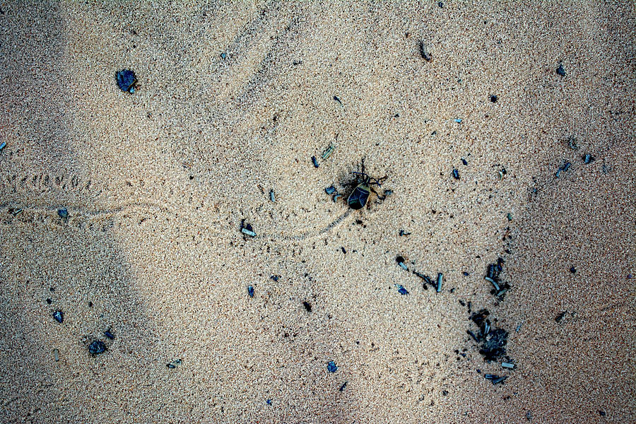 Trail in the Sand Photograph by Stephen Emms - Fine Art America