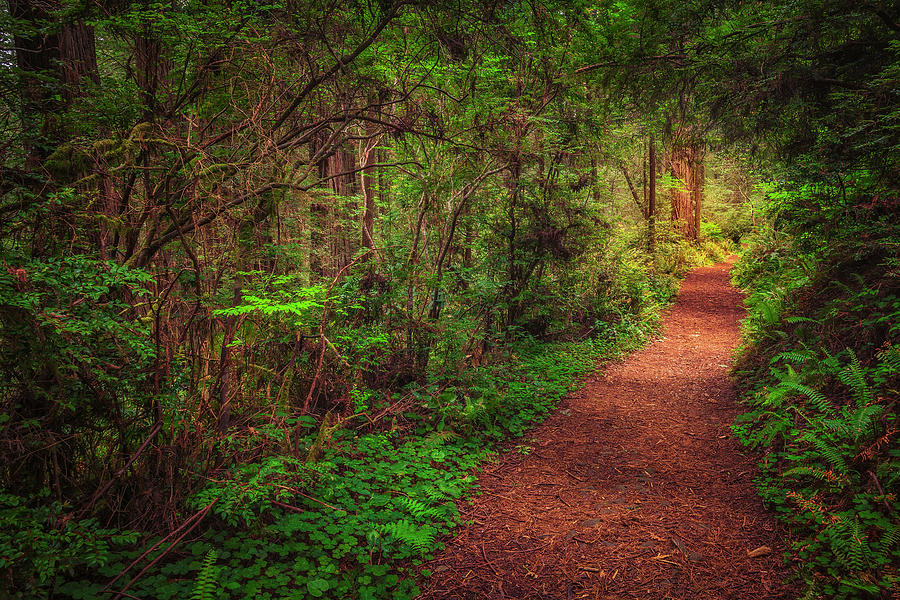 Trail in the Woods Photograph by Andrew Soundarajan