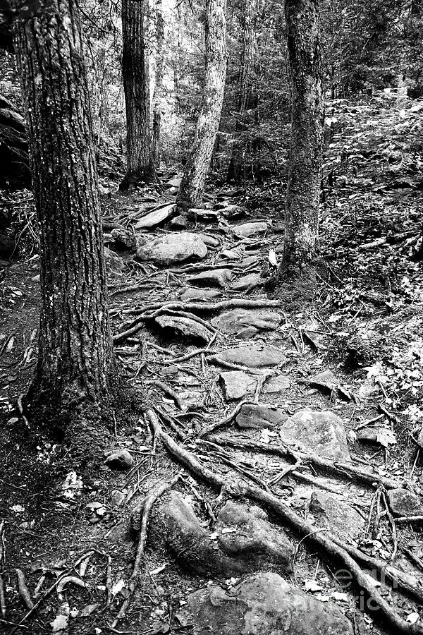 Trail In Woods Photograph by Phil Perkins