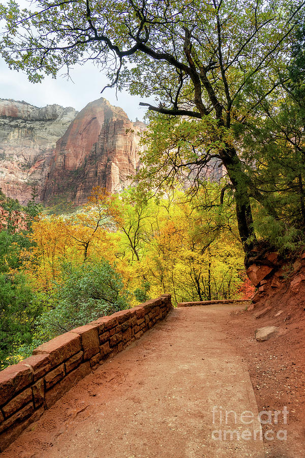 Trail in Zion Photograph by Roxie Crouch