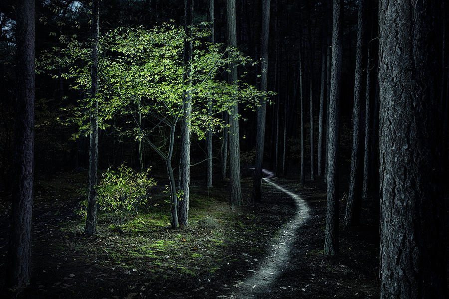 Trail into the enchanted forest Photograph by Dirk Ercken