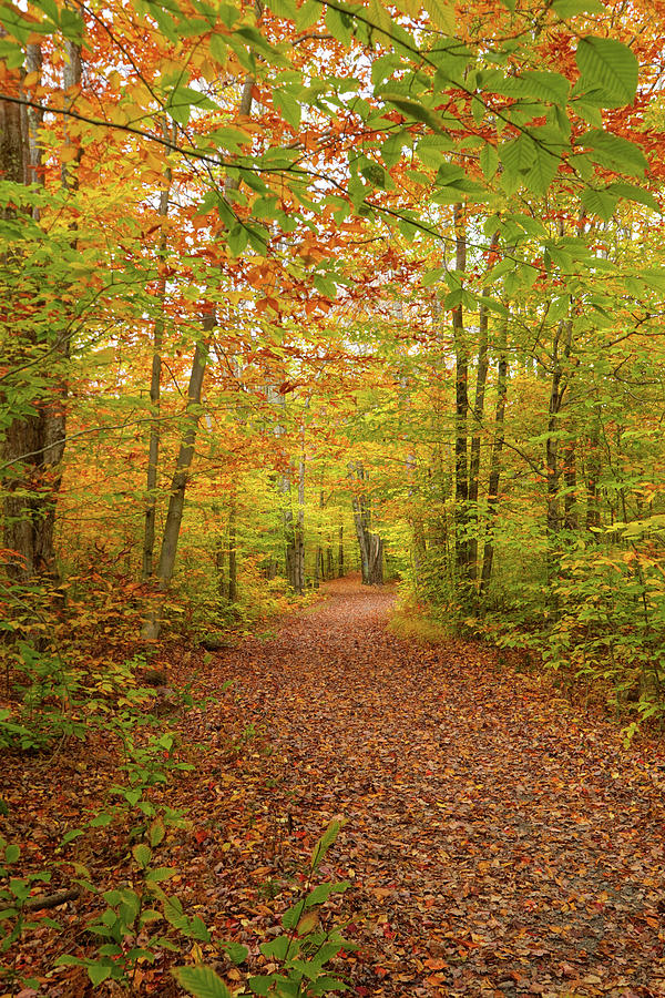 Trail into the forest Photograph by Paul Hamilton - Fine Art America