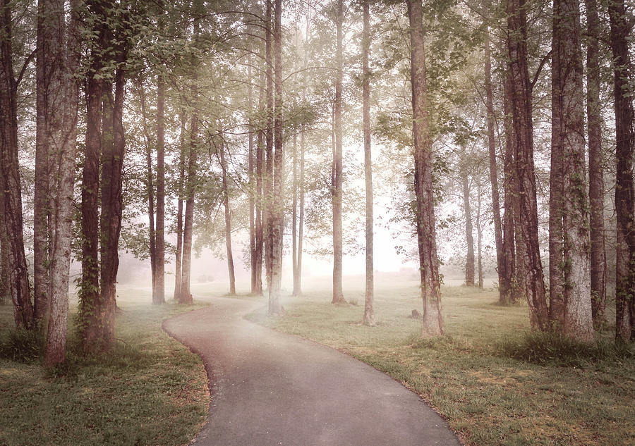 Trail into the Misty Fog Photograph by Debra and Dave Vanderlaan