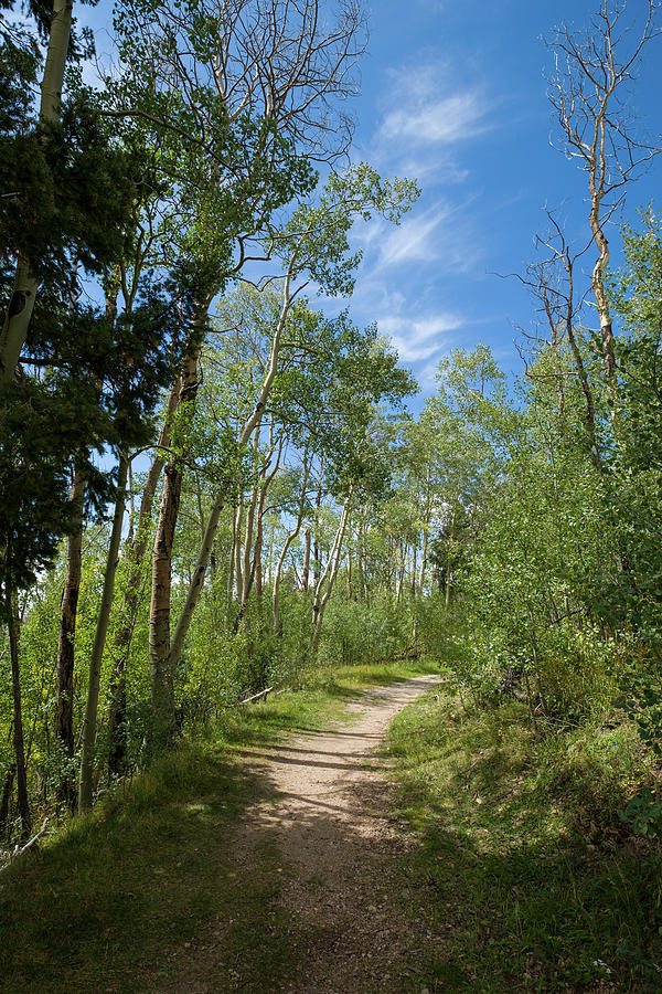 Trail into the Santa Fe National Forest Photograph by David L Moore