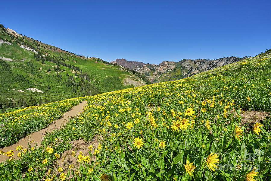 Trail of Flowers Photograph by Brian Kamprath