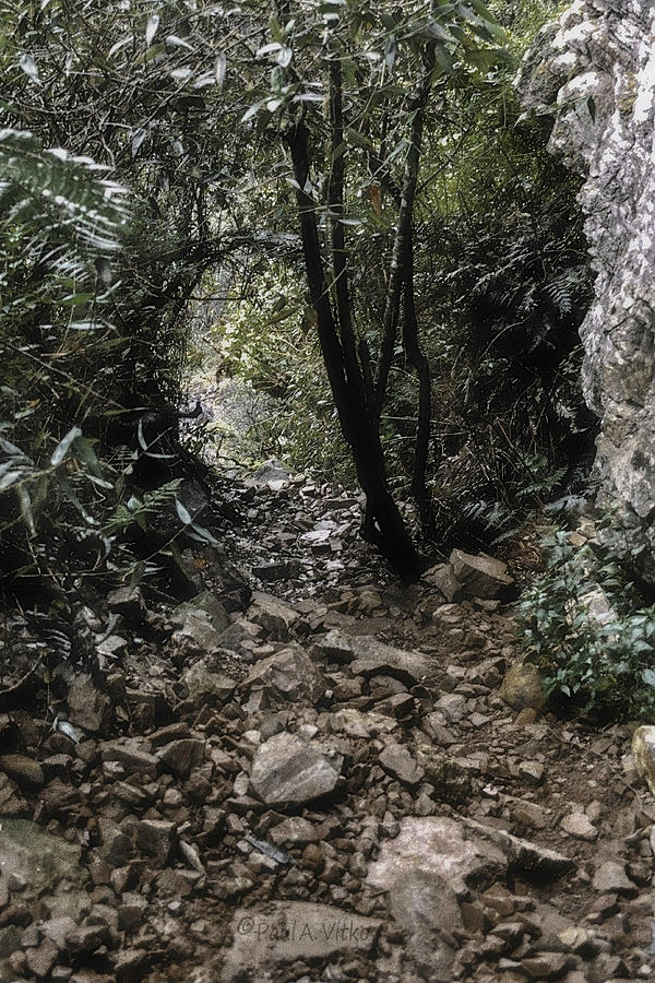 Trail on Mount Roraima Photograph by Paul Vitko