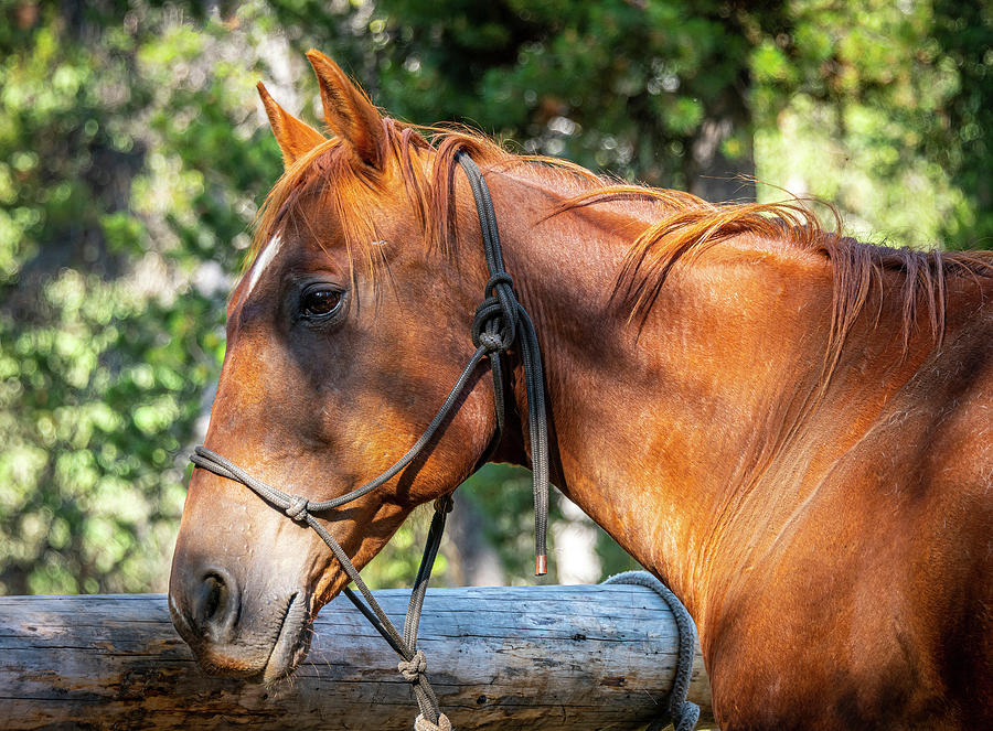 Mountain Photograph - Trail Riding Horse by Phil And Karen Rispin