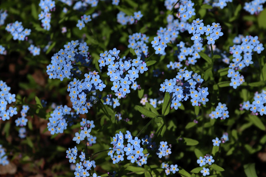 Trail Side Forget-me-nots Photograph by Upper Lake - Fine Art America