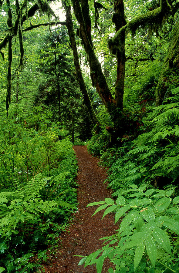 Trail through dense wood, Oregon, USA Photograph by Stuart Westmorland