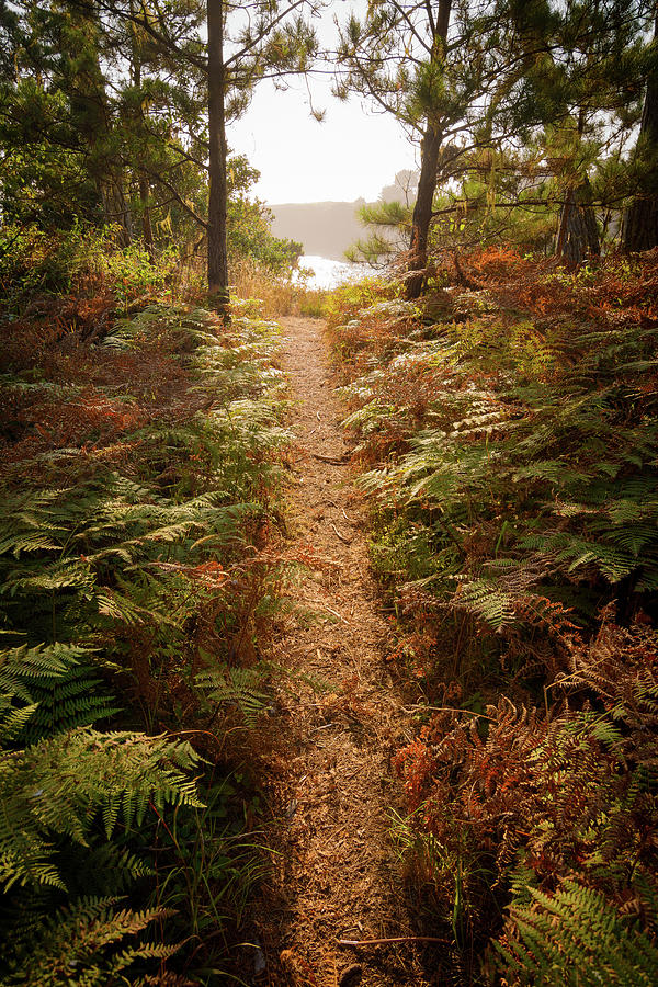Trail Through Ferns Photograph by Mike Fusaro