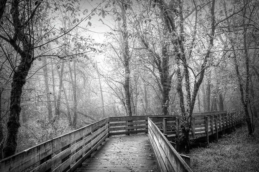 Trail through Forest Woodlands Black and White Photograph by Debra and Dave Vanderlaan