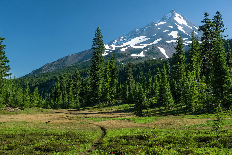 Trail through meadow in the Mount Jefferson Wilderness Photograph by David L Moore
