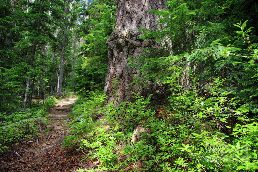 Mount Rainier National Park Photograph - Trail through old growth by Jeff Swan
