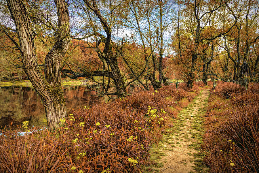 Trail through the Autumn Wildflowers Photograph by Debra and Dave Vanderlaan