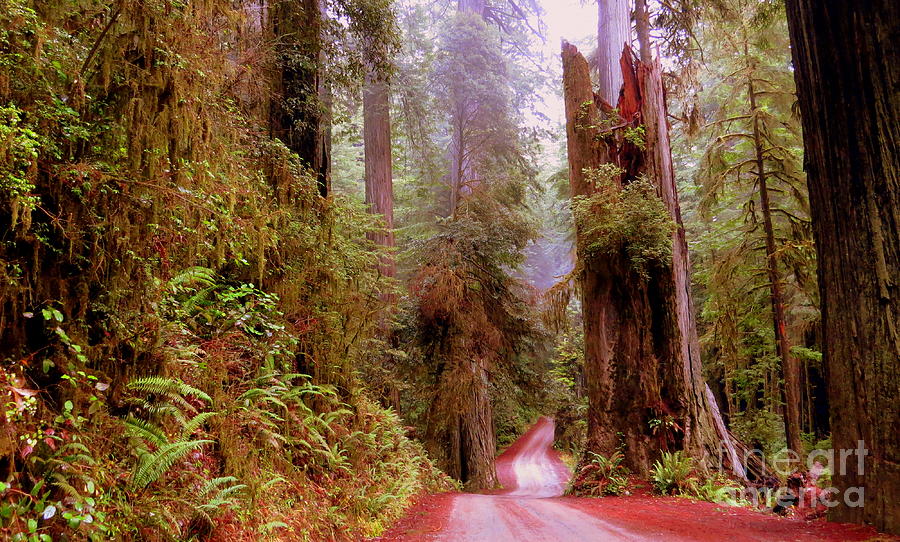 Trail Through The Redwoods Photograph by Linda Vanoudenhaegen