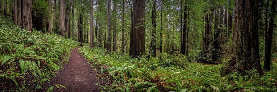 Trail Through the Redwoods Pano Photograph by Kelly VanDellen