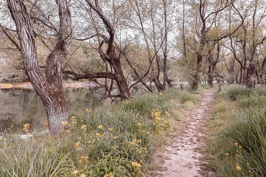Trail through the Soft Wildflowers Photograph by Debra and Dave Vanderlaan