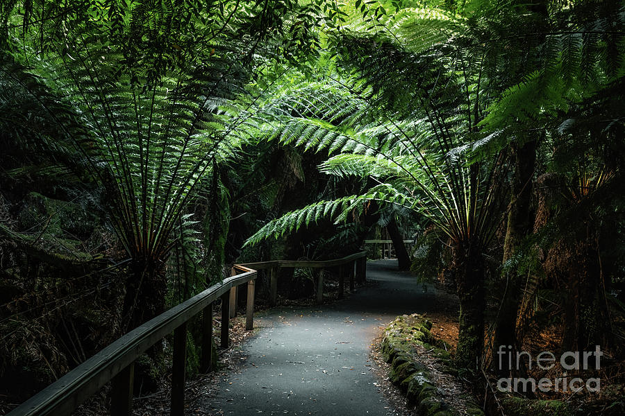 Trail through the tree ferns and vegetation of Mount Field National Park, Tasmania. Soft muted light along the pathway leads into the undergrowth. Photograph by Jane Rix