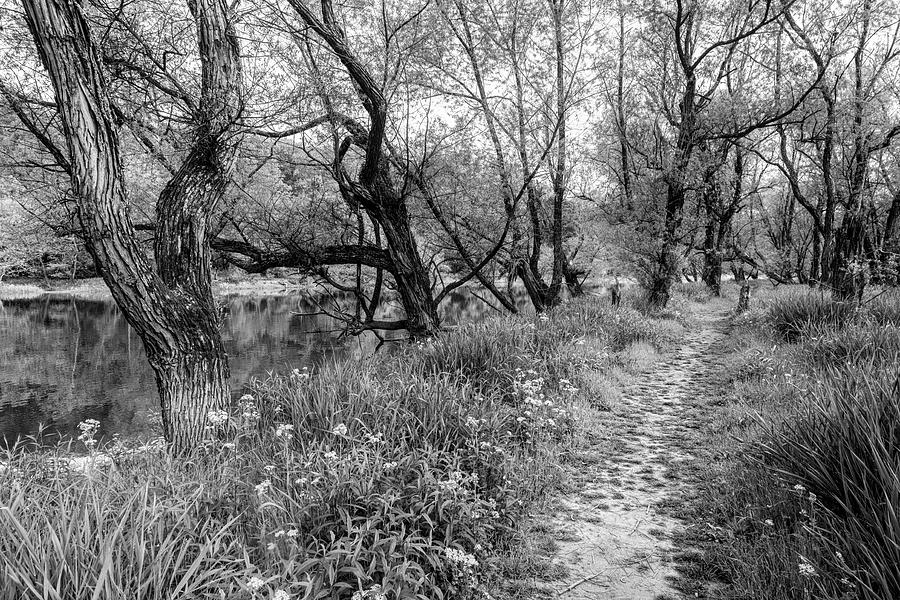 Trail through the Wildflowers Black and White Photograph by Debra and Dave Vanderlaan