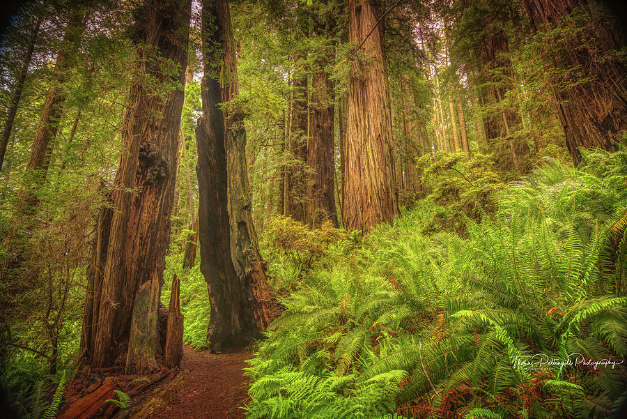 Trail Thru The Redwoods Photograph by Thomas Pettengill