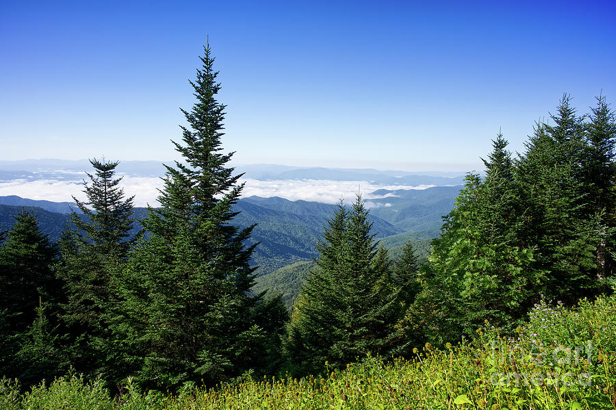 Trail to Clingmans Dome Photograph by Phil Perkins