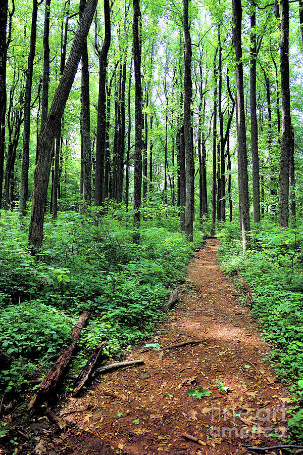 Trailhead at Low Gap - SNP Photograph by Daniel Beard - Fine Art America