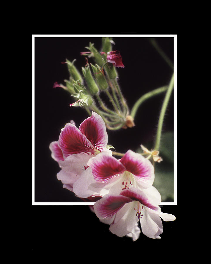 Trailing Orchid Pop Out by Jerry Griffin Trailing Orchid Pop Out by Jerry Griffin