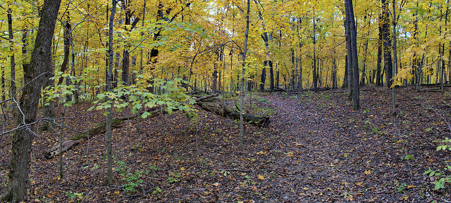 Autumn Photograph - Trails Of Yellow 3 by Bonfire Photography Autumn Photograph - Trails Of Yellow 3 by Bonfire Photography