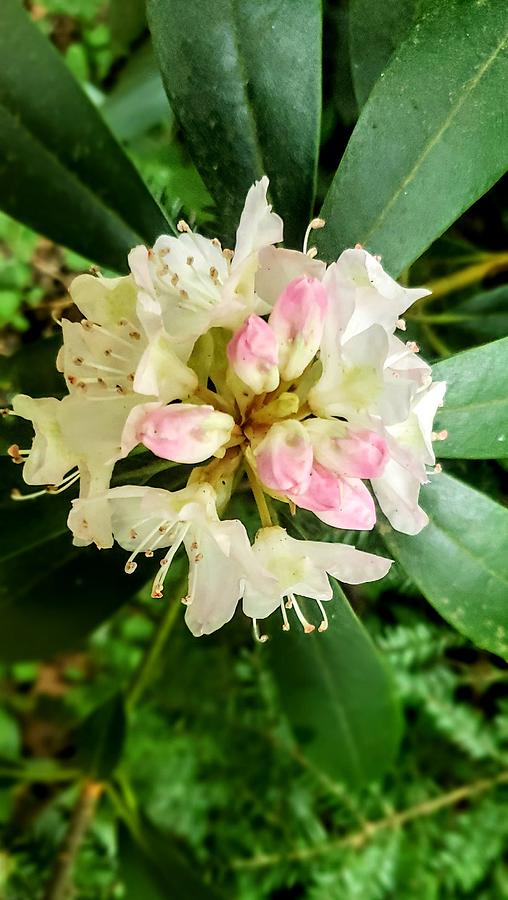 Trailside Rhododendron Photograph