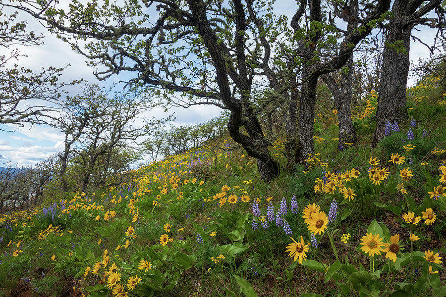 Trailside Wildflowers Photograph by Catherine Avilez