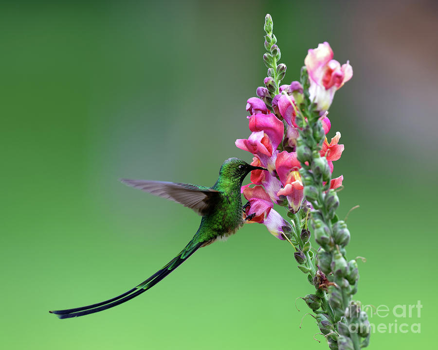 Trainbearer Hummingbird with Flower near Machu Piccu in Peru Photograph ...