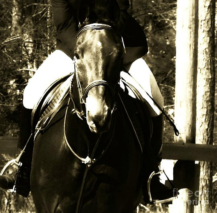 Horse Photograph - Trainer Level by Donna Thomas